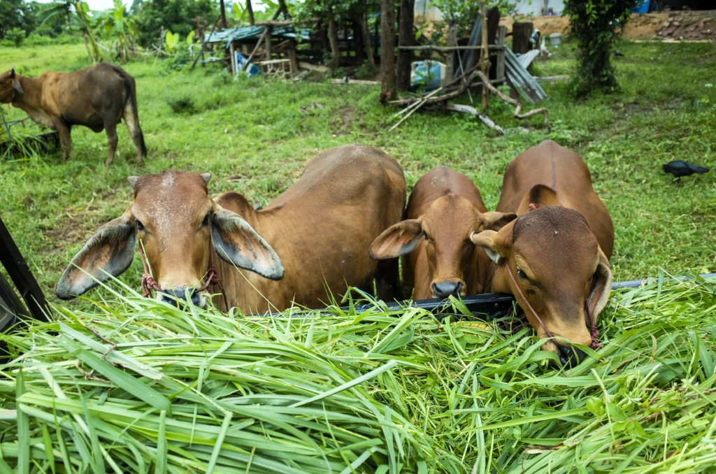 cow farming