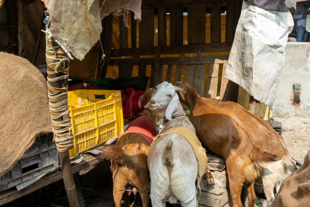 goat farming