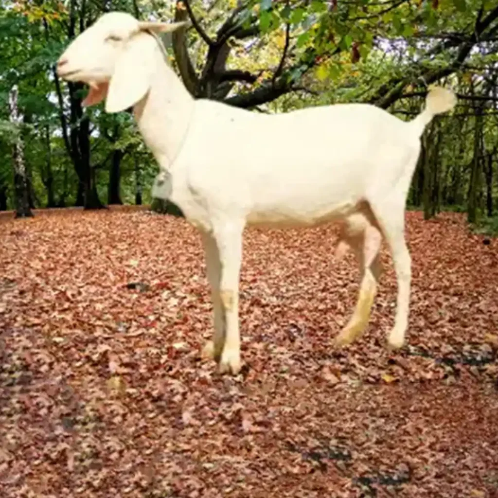 सुरती (खानदेशी/ निवानी):